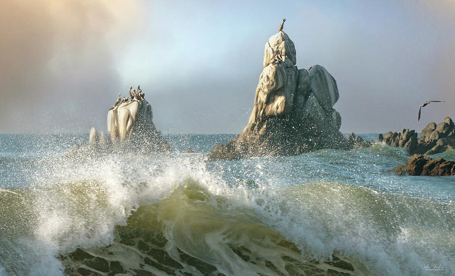 Pelicans on the Cliffs Photograph by Judi Dressler
