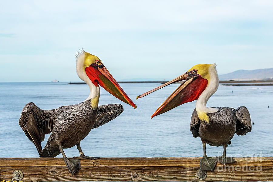 Pelicans on the Oceanside Pier  Photograph by Rich Cruse