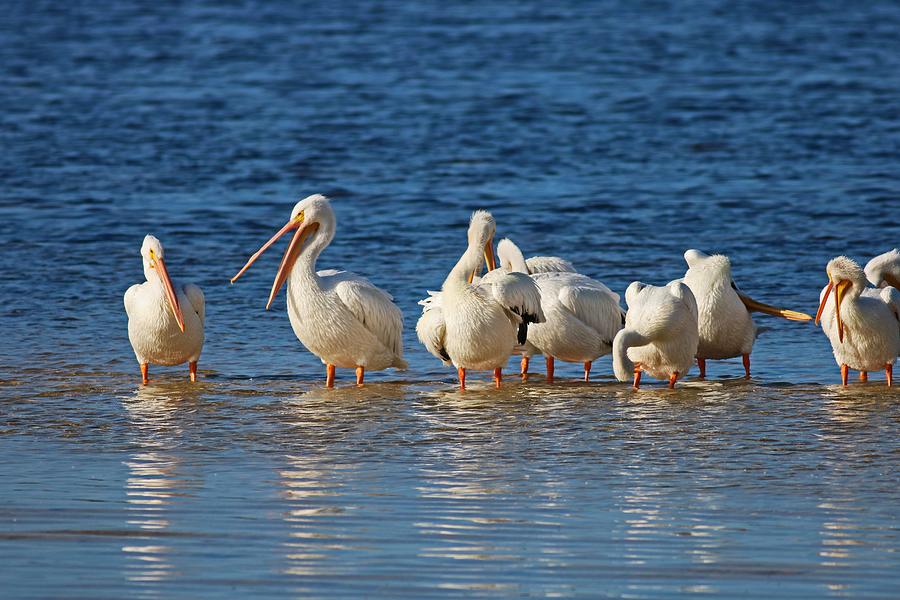 Pelicans on the Sandbar Photograph by Michiale Schneider