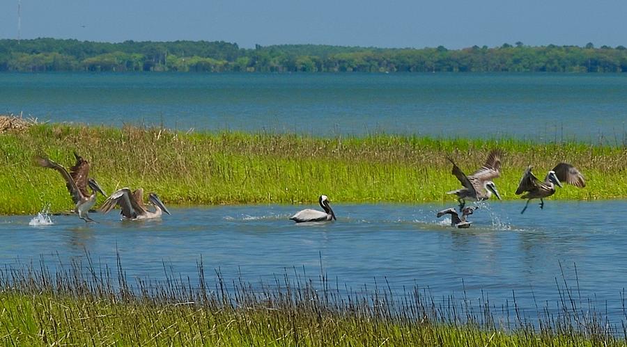 Pelicans On The Water Photograph by Dennis Schmidt