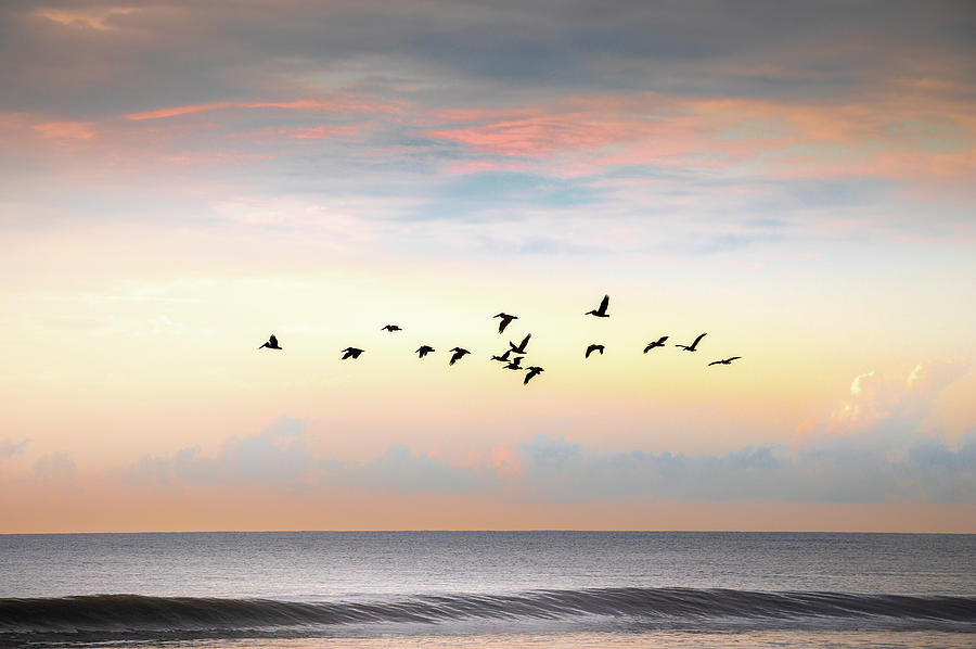 Pelicans Over Folly Beach Photograph by Jordan Hill