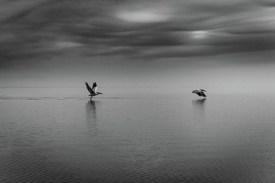 Pelicans over Lake Kerkini Photograph by Ioannis Konstas