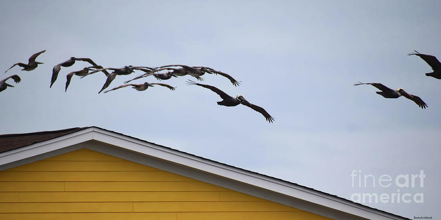 Pelicans Over the Top Photograph by Roberta Byram