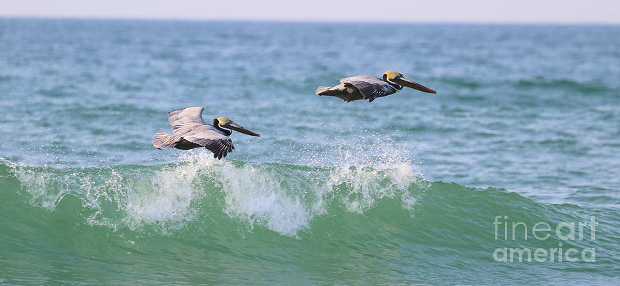 Pelicans over Wave 3784 Photograph by Jack Schultz