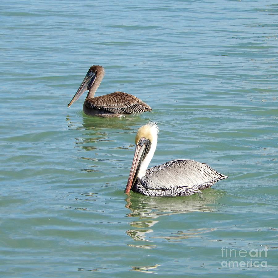 Pelicans Pair Square Photograph by Carol Groenen