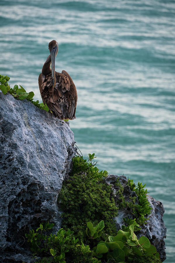 Pelicans Perch Photograph by Alicia Glassmeyer