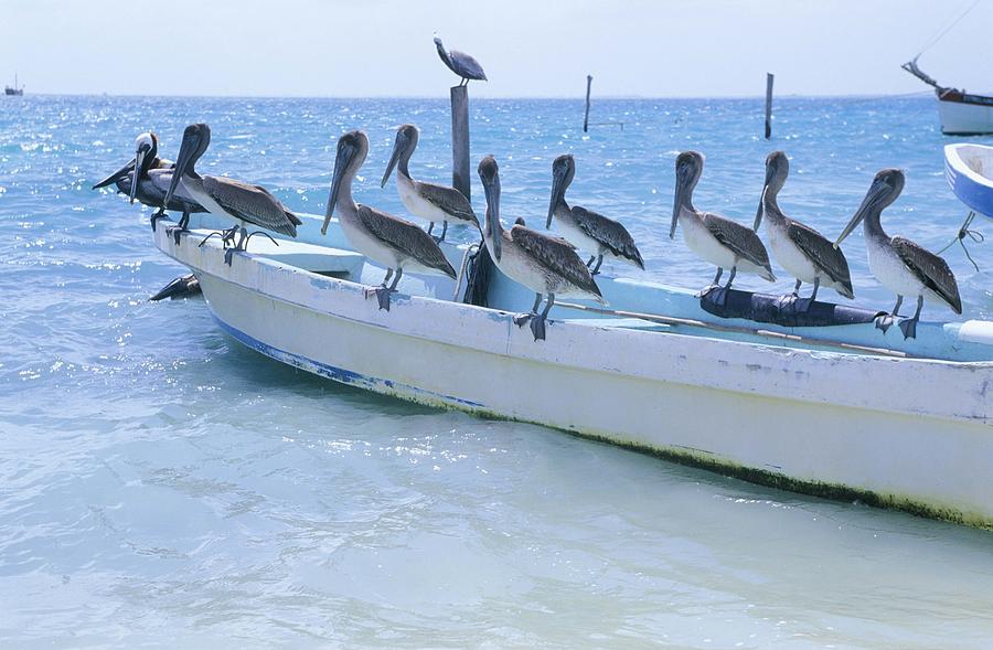 Pelicans perched on boat in Caribbean Sea Photograph by Otto Stadler