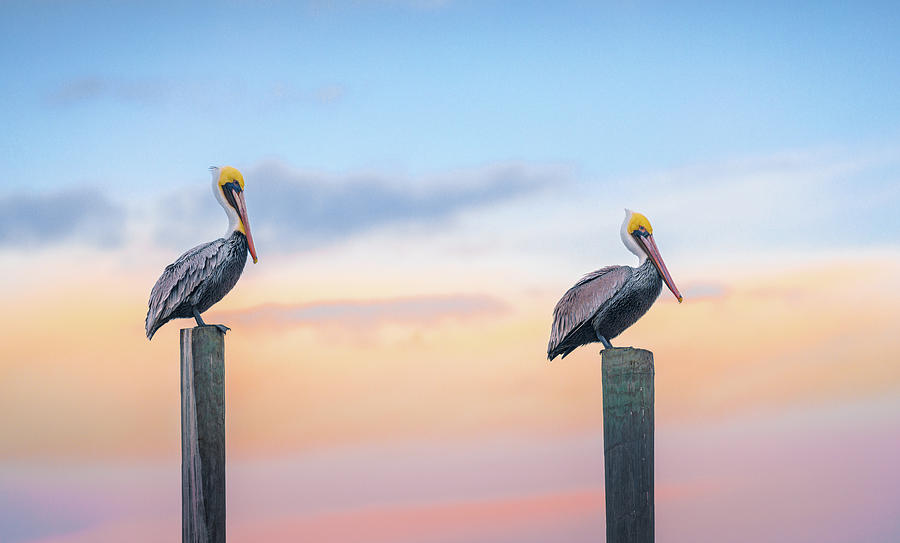 Pelicans Pit Stop  Photograph by Jordan Hill