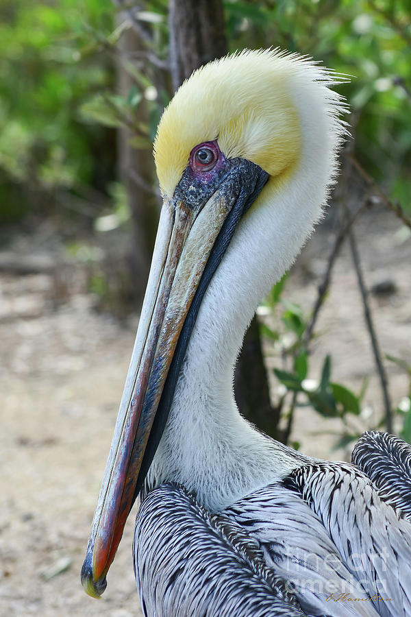 Pelicans Portrait Photograph by Olga Hamilton
