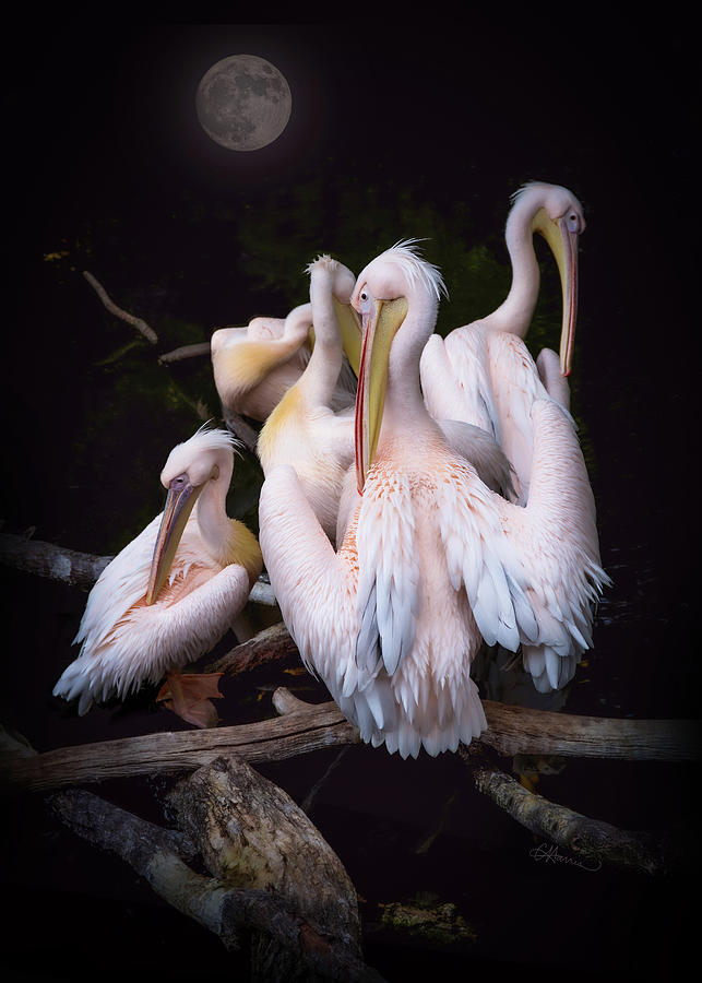 Pelicans Preening in Moonlight Digital Art by Cindy Collier Harris