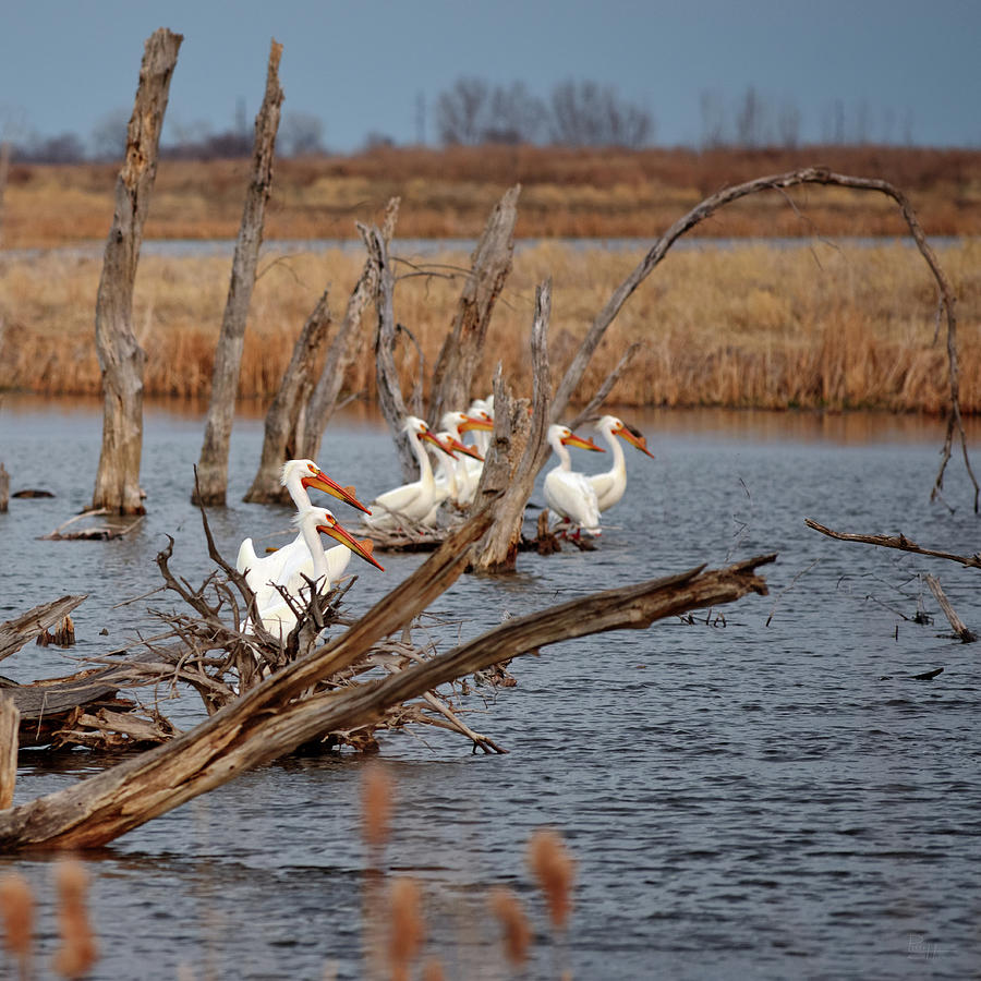 Pelicans relaxing on deadwood of Devils Lake Photograph by Peter Herman