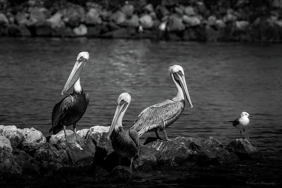 Pelicans Resting On The Rocks  Photograph by Debra Forand