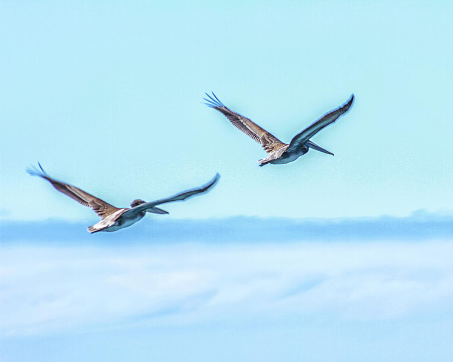 Pelicans Photograph by Robert Hebert