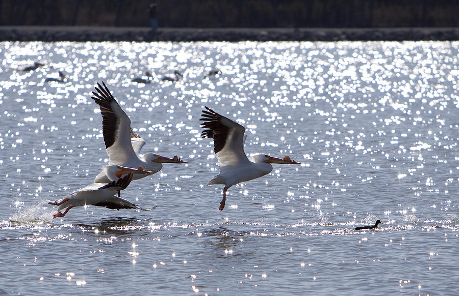 Pelicans Photograph by Ryan McGinnis