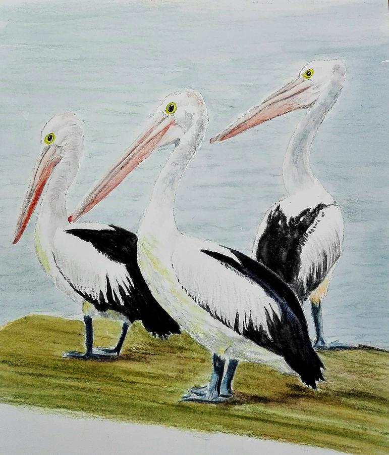 Pelicans Painting by Sandie Croft
