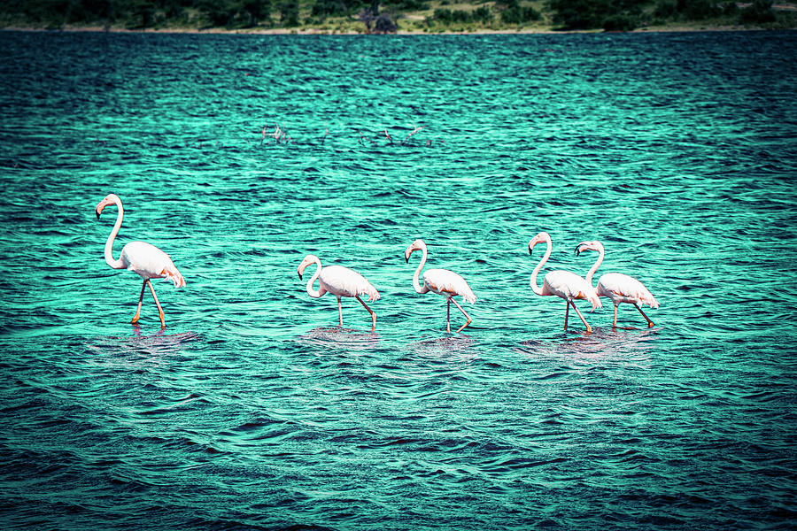 Flamingo Photograph - Flamingos by Shelly John
