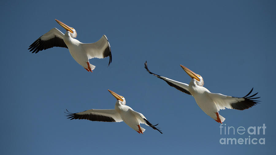 Pelicans Soaring Photograph by Bob Christopher