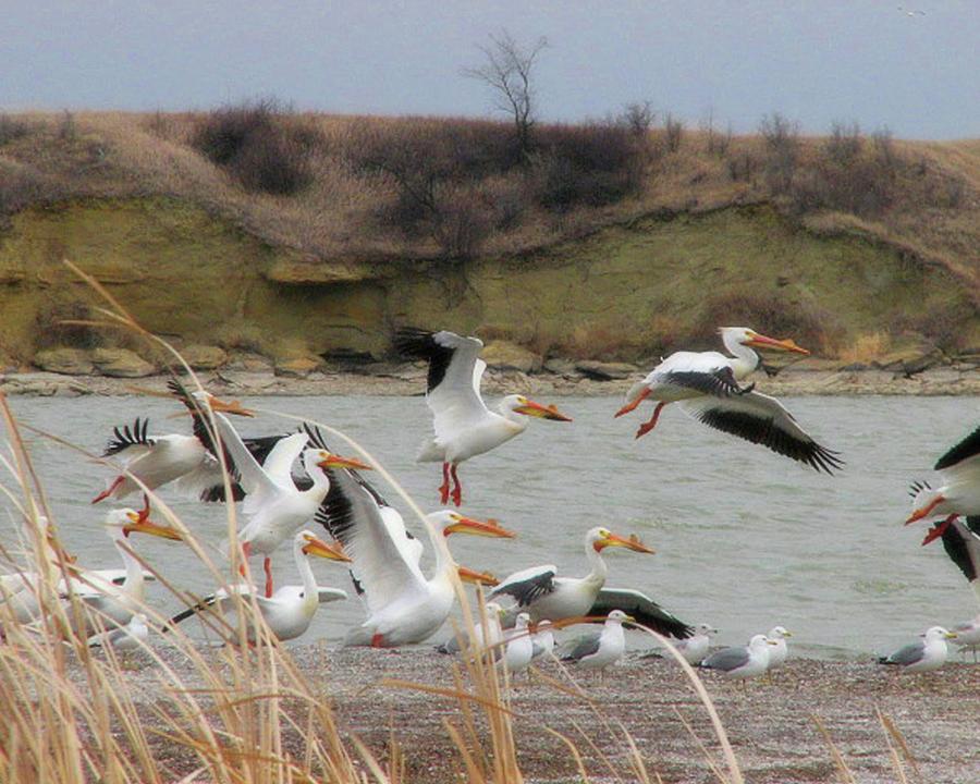 Pelicans Taking Flight Photograph by Amanda R Wright