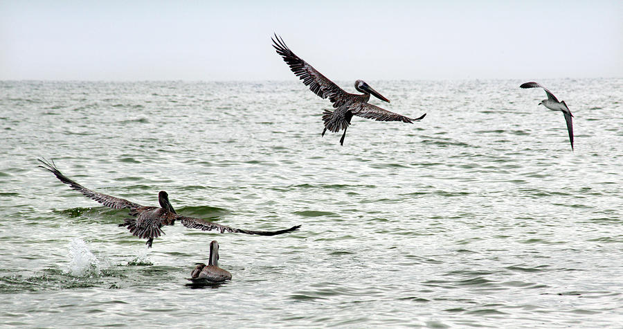 Pelicans Taking Flight Photograph by Marilyn Hunt