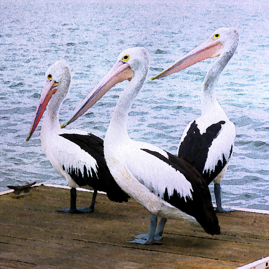 Pelican Painting - Pelicans Three by Susan Maxwell Schmidt