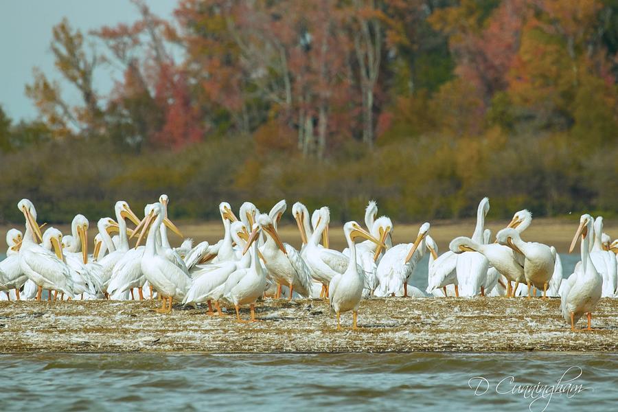 Pelicans Together Photograph by Dorothy Cunningham
