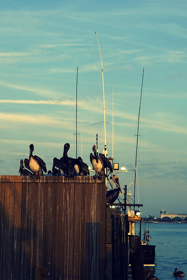 Pelicans Waiting Photograph