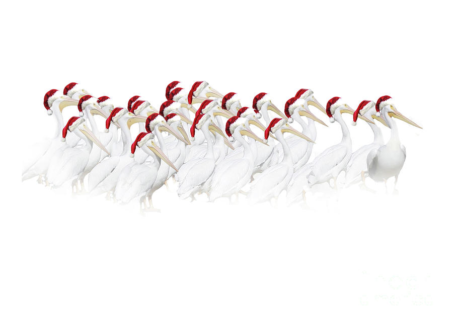 Pelicans with Santa Hats Christmas Holiday Photograph by Stephanie Laird