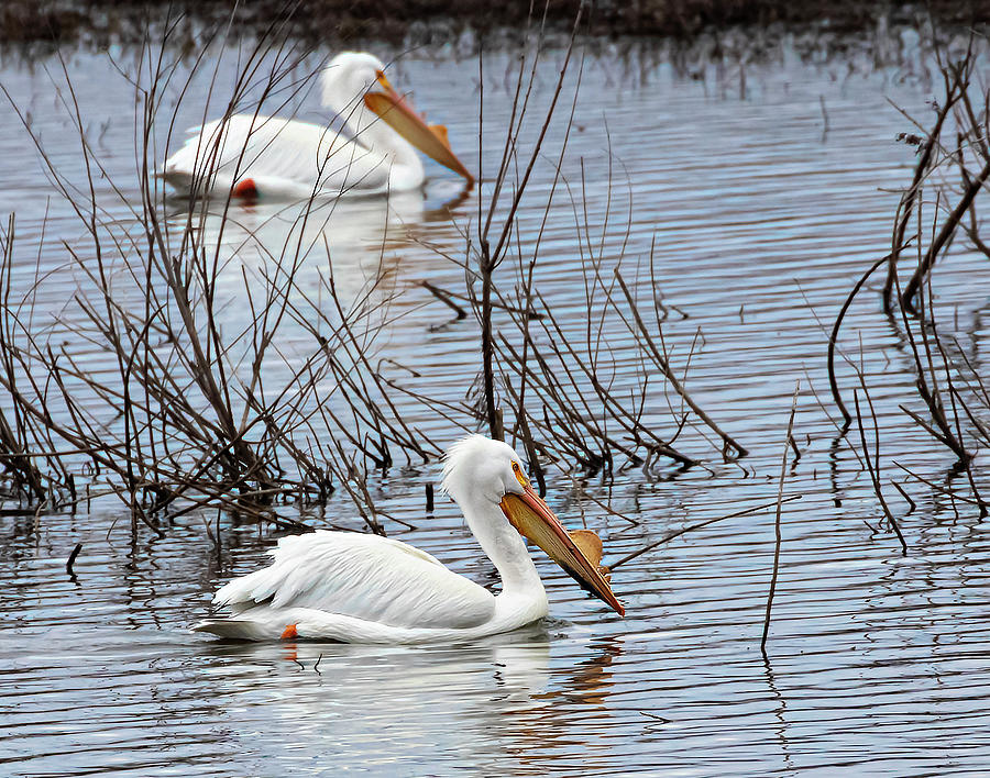Pelicans_1 Photograph by Karl Mohr