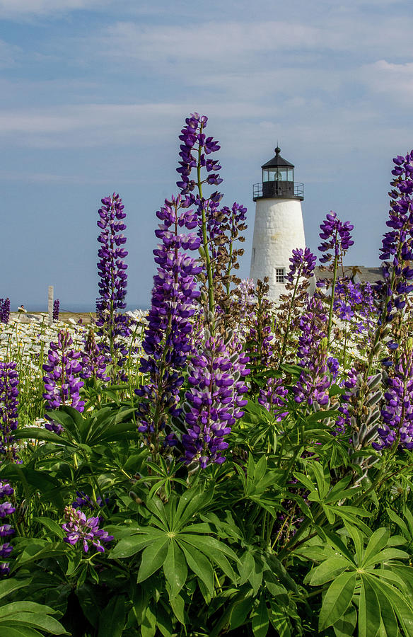 Pemaquid Point Lighthouse with purple Lupine Photograph by Denise Kopko