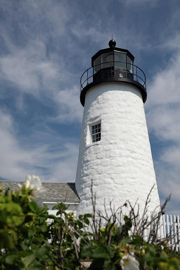 Pemaquid Point Lighthouse with White Flowers Photograph by Denise Kopko