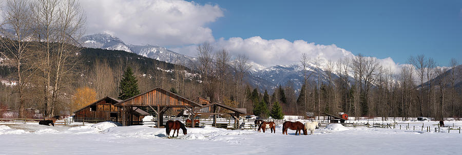 Pemberton Canada Horses Photograph by Sonny Ryse