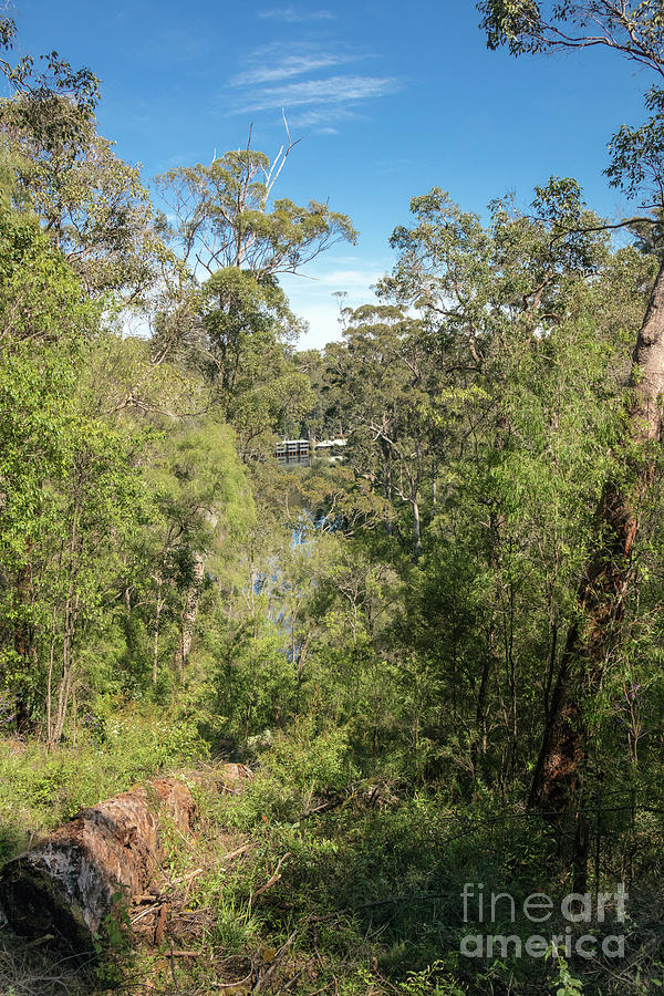Pemberton Forest, Western Australia Photograph by Elaine Teague
