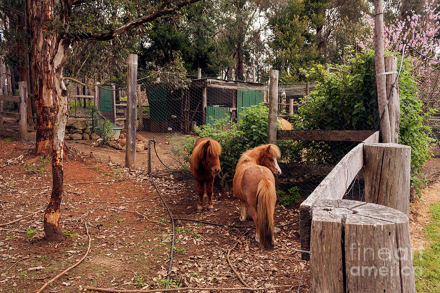 Pemberton Ponies Photograph by Elaine Teague