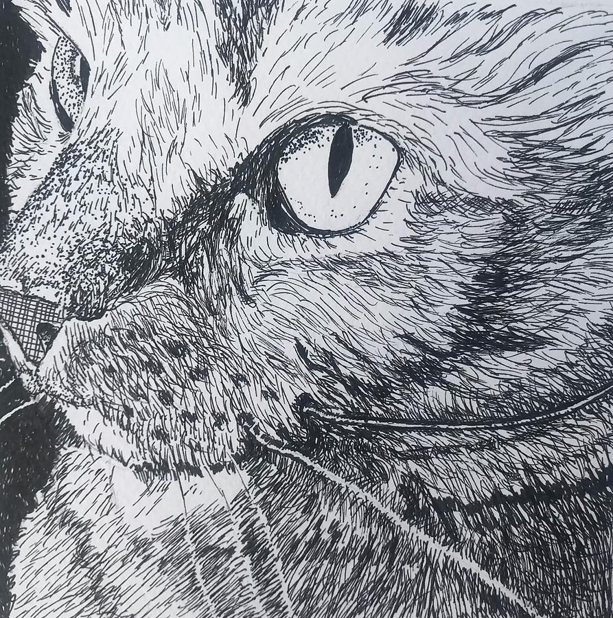 Pen And Ink Cat Drawing by Marita McVeigh Pixels