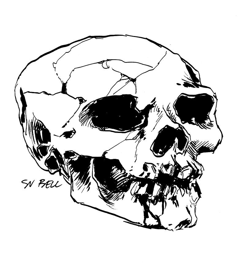 Pen and ink skull study Drawing by Sv Bell