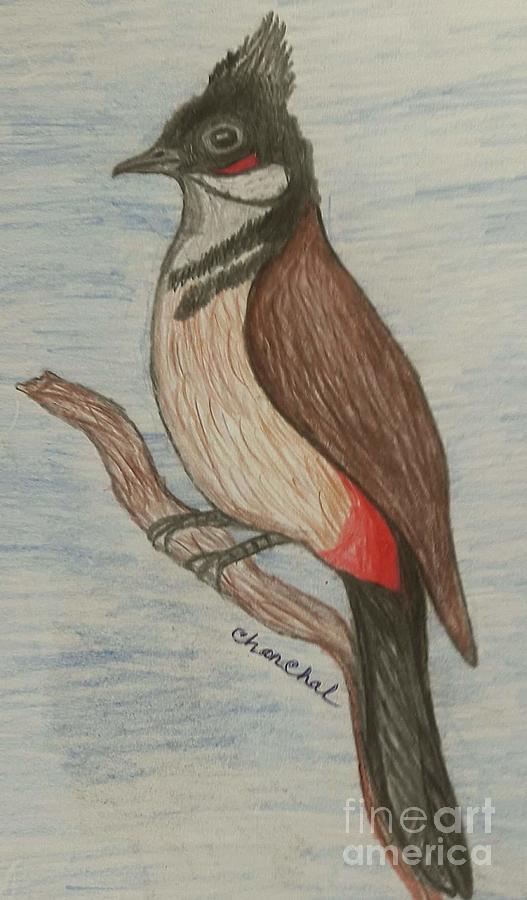 Red Whiskered Bulbul Bird