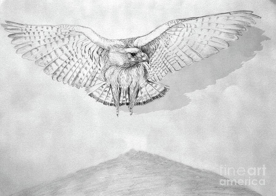 Pencil Falcon Painting by Remy Francis