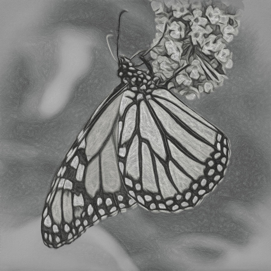 Pencil sketch of Monarch butterfly feeding Photograph by Steven Heap