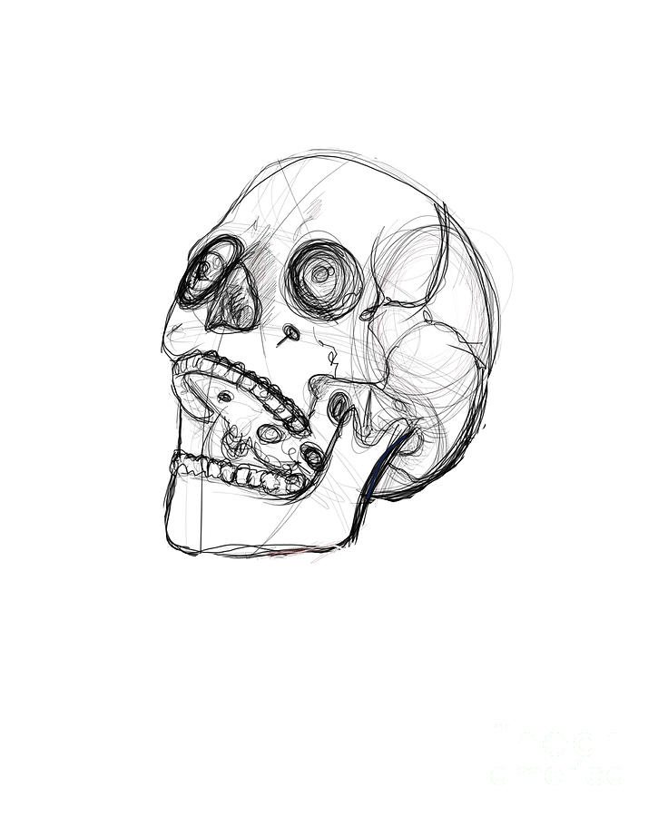 drawings in pencil of skulls