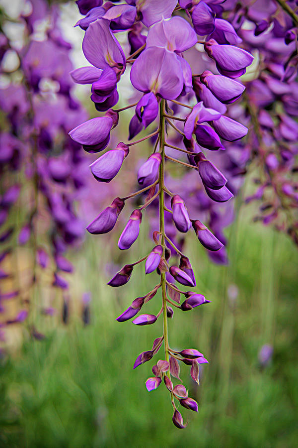 Pendants of Wisteria Photograph by Lindsay Thomson