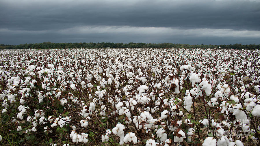 Pending storm over field of cotton Photograph by Amy Curtis