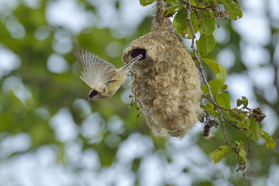 Penduline Tit -Remiz pendulinus- flying from its nest, Biebrza National Park, Poland Photograph by Stefan Huwiler