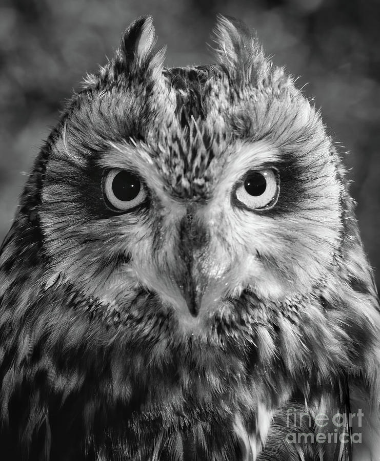 Penetrating Owl Gaze Photograph by Chris Scroggins