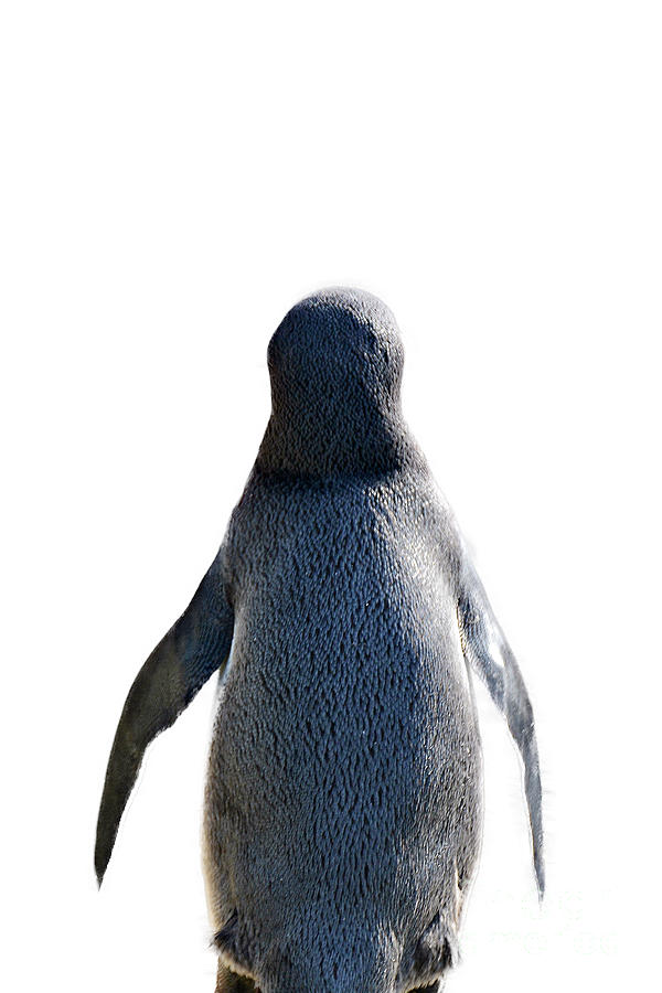 Penguin Back View Photograph by Trindira A