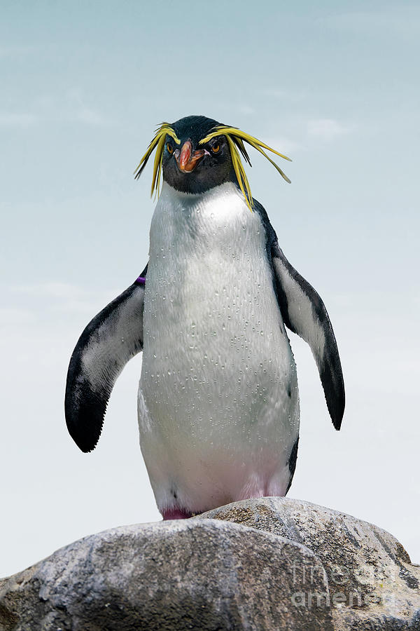 Penguin chief Photograph by Delphimages Photo Creations