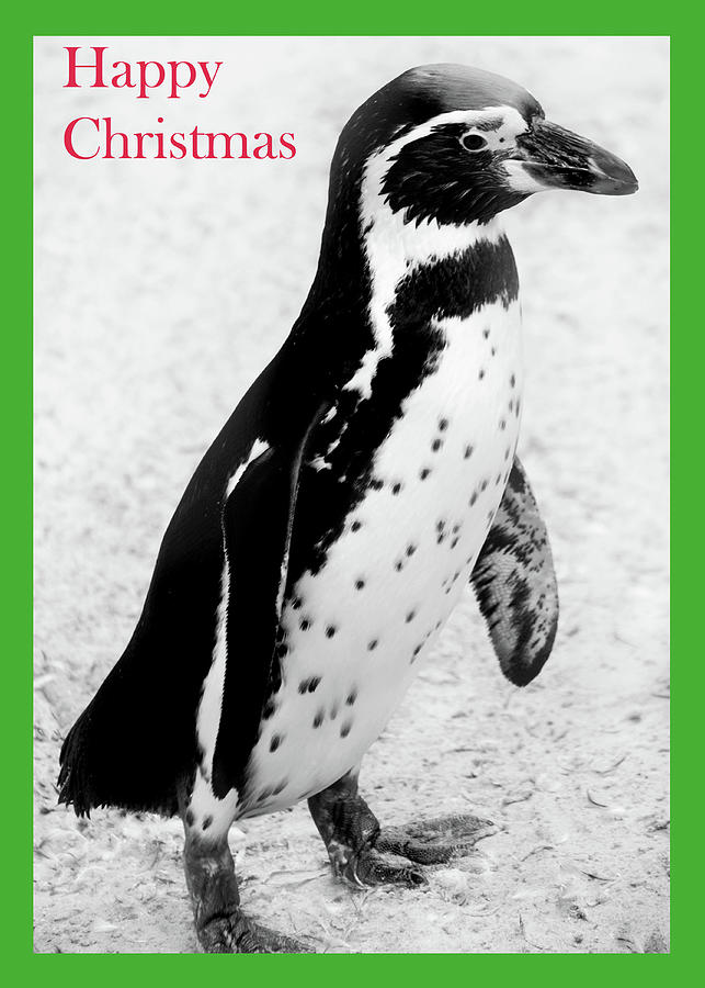 Penguin Christms Card Photograph by Terence Davis