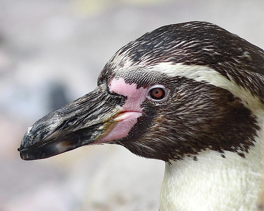 Penguin Close up Photograph by Michelle Wittensoldner