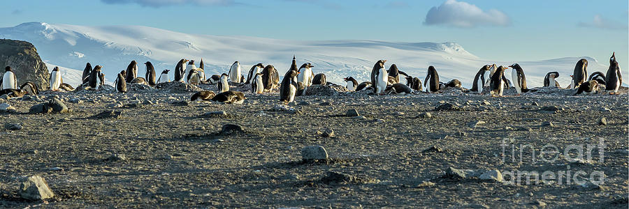 Penguin Colony Photograph by Tom Watkins PVminer pixs