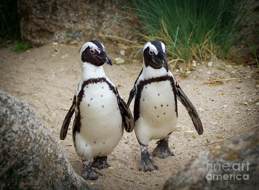 Penguin Couple Photograph by Shirley Dutchkowski