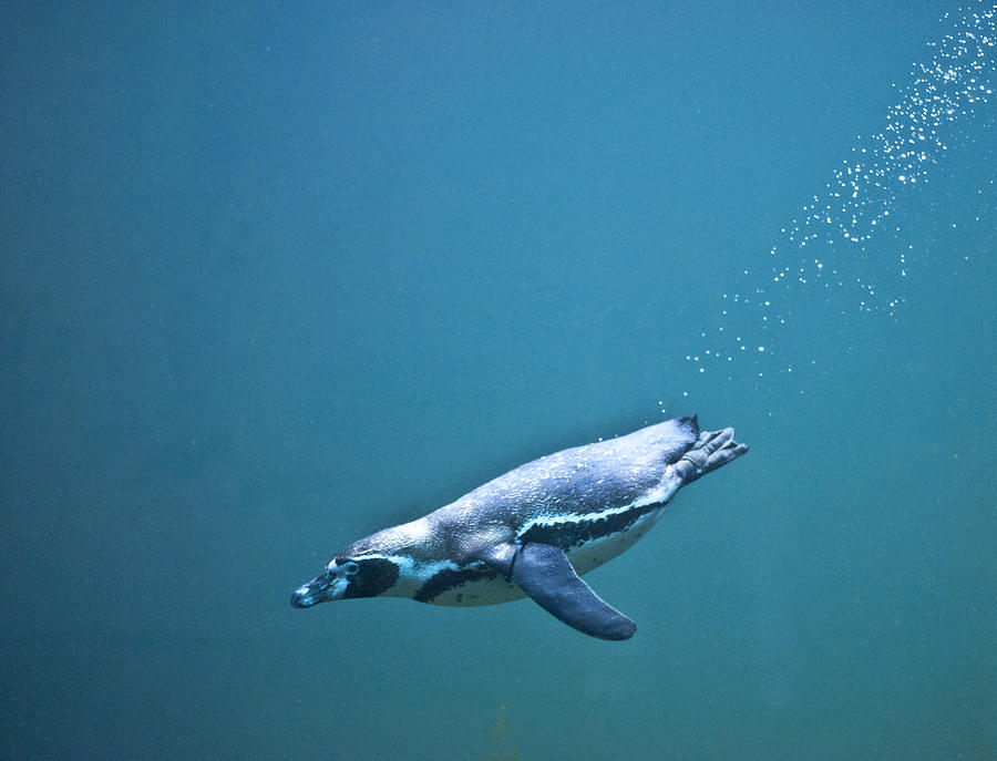 Penguin diving in ocean Photograph by Wakila